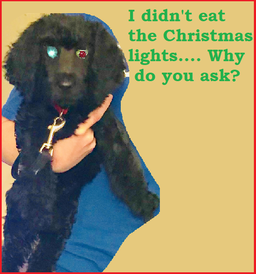 dog ate christmas lights